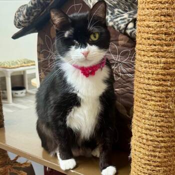 Jada -  Domestic Short Hair Cat for Adoption in Lakeland, Florida - Jada | PetCurious