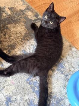 Muffin -  Domestic Short Hair Cat for Adoption in Hudson, New Hampshire - Muffin | PetCurious