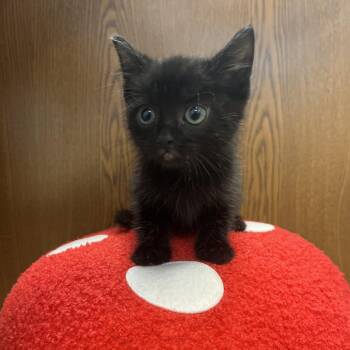 Blackberry -  Domestic Short Hair Cat for Adoption in Greensboro, Georgia - Blackberry | PetCurious