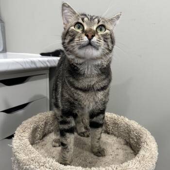 Buddy -  Domestic Short Hair Cat for Adoption in Puslinch, Ontario - Buddy | PetCurious