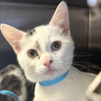 Chuck -  Domestic Short Hair Cat for Adoption in Knoxville, Tennessee - Chuck | PetCurious