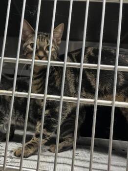 Angel $50 -  Domestic Short Hair Cat for Adoption in Seneca, South Carolina - Angel $50 | PetCurious