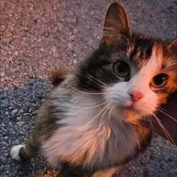 Domestic Long Hair Cats Available for Adoption in Kittanning, Pennsylvania - Beans | PetCurious