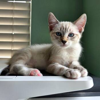 Domestic Short Hair and Siamese Cats Available for Adoption in Mission Viejo, California - Aladdin | PetCurious