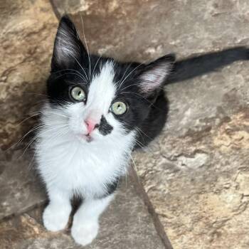 Ashley Ehlers -  Domestic Short Hair Cat for Adoption in Morrison, Colorado - Ashley Ehlers | PetCurious