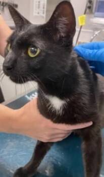 PLANKTON -  Domestic Short Hair Cat for Adoption in Westminster, Maryland - PLANKTON | PetCurious