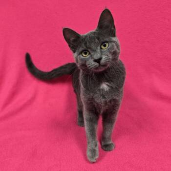 Jenna -  Domestic Short Hair Cat for Adoption in Frankfort, Indiana - Jenna | PetCurious