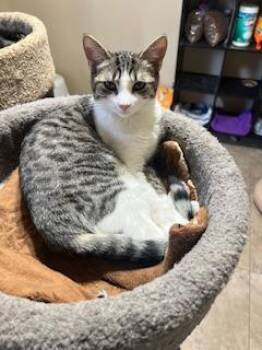 Daphne -  Tabby Cat Available for Adoption in Parlier, California - Daphne | PetCurious