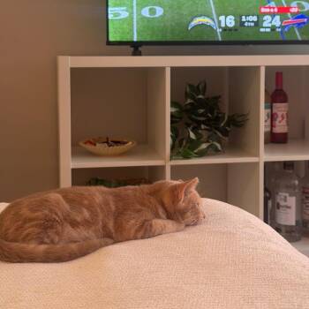 Simon -  Domestic Short Hair Cat for Adoption in Boulder, Colorado - Simon | PetCurious