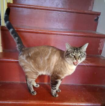 Tabby and Burmese Cats Available for Adoption - Samson | PetCurious