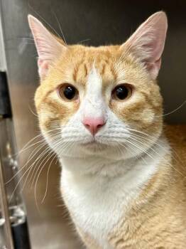 Broccoli -  Domestic Short Hair Cat for Adoption in Wichita, Kansas - Broccoli | PetCurious