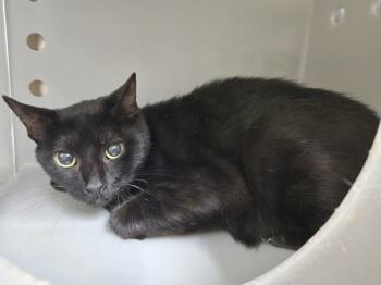 Rescue Domestic Short Hair Cats for Adoption in Roanoke, Virginia - Ella Fitzgerald | PetCurious