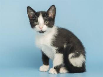 Domestic Short Hair Cats Available for Adoption in Phoenix, Arizona - JERRY | PetCurious