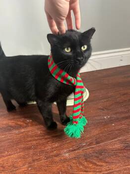 Rescue Domestic Short Hair Cats for Adoption in Arthur, Ontario - Jones | PetCurious