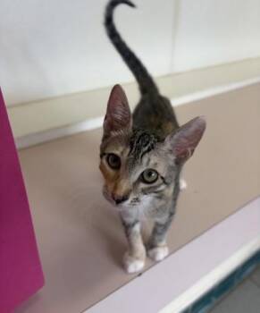 Mitzie -  Domestic Short Hair Cat for Adoption in Honolulu, Hawaii - Mitzie | PetCurious