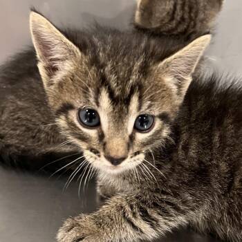 Aang -  Domestic Short Hair Cat for Adoption in Washburn, Missouri - Aang | PetCurious