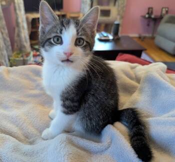 Rescue Domestic Short Hair Cats for Adoption in Parkville, Maryland - Optic | PetCurious