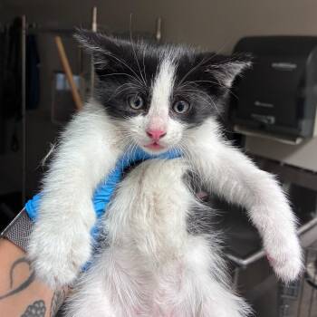 Beep -  Domestic Short Hair Cat for Adoption in Reno, Nevada - Beep | PetCurious