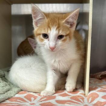 Sonic -  Domestic Short Hair Cat for Adoption in Newark, New Jersey - Sonic | PetCurious