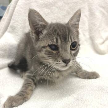 Milli -  Domestic Short Hair Cat for Adoption in Los Angeles, California - Milli | PetCurious