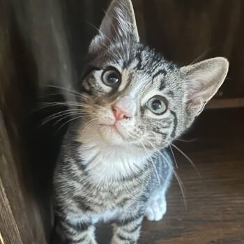 Candy Corn -  Domestic Short Hair Cat for Adoption in Potomac, Maryland - Candy Corn | PetCurious
