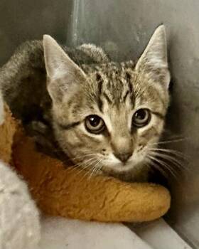 Jack -  Domestic Short Hair Cat for Adoption in Novato, California - Jack | PetCurious