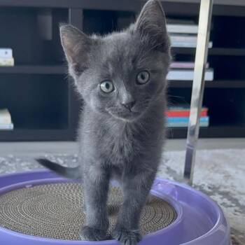Friday - Professional Cuddlebug -  Domestic Short Hair Cat for Adoption in Hamilton, Ontario - Friday - Professional Cuddlebug | PetCurious