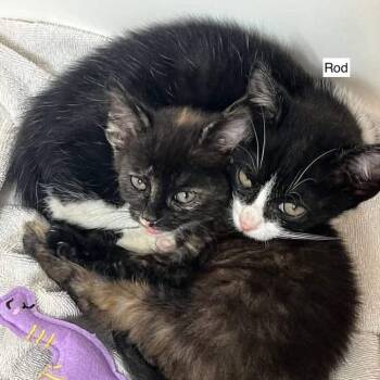 Rod -  Domestic Short Hair Cat for Adoption in Madison, Wisconsin - Rod | PetCurious