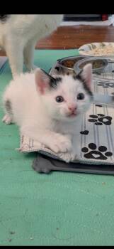 Snowball -  Domestic Medium Hair Cat for Adoption in Crystal Lake, Illinois - Snowball | PetCurious