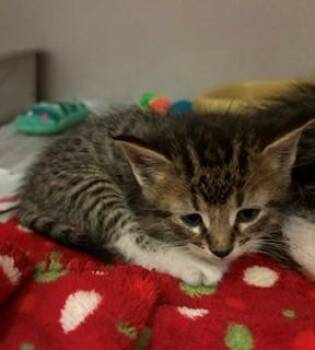 Ceramics -  Domestic Short Hair Cat for Adoption in Mason City, Iowa - Ceramics | PetCurious