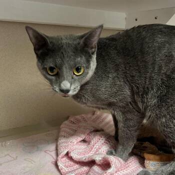 Domestic Short Hair Cats Available for Adoption - Shadow | PetCurious