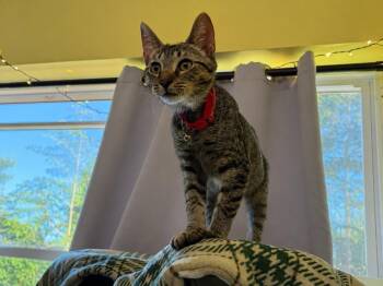 Burrito -  Domestic Short Hair Cat for Adoption in Gorham, Maine - Burrito | PetCurious
