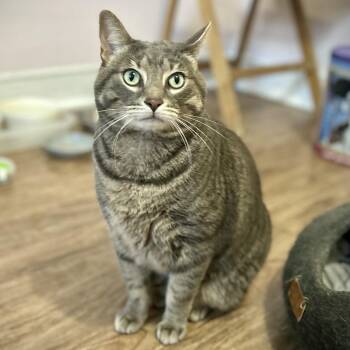 Leo VI -  Domestic Short Hair Cat for Adoption in Guelph, Ontario - Leo VI | PetCurious
