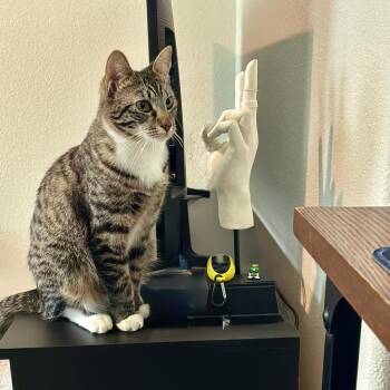 Tabby and Domestic Short Hair Cats Available for Adoption in Morgan Hill, California - Archie | PetCurious