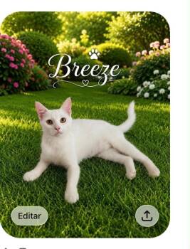 Breeze -  Domestic Short Hair Cat for Adoption in Warren, New Jersey - Breeze | PetCurious