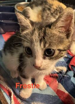 American Shorthair and Domestic Short Hair Cats Available for Adoption in Shrewsbury, Massachusetts - Frostie | PetCurious