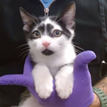 BATMAN -  Domestic Short Hair Cat for Adoption in Doral, Florida - BATMAN | PetCurious