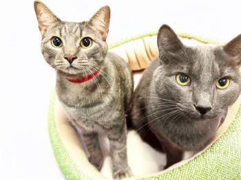 Domestic Short Hair Cats Available for Adoption - TETLEY | PetCurious