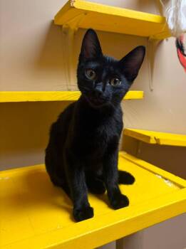 Luke -  Domestic Short Hair Cat for Adoption in Maryville, Missouri - Luke | PetCurious