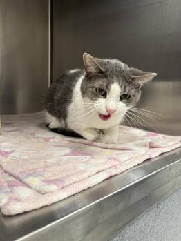HEIDI -  Domestic Short Hair Cat for Adoption in Indianapolis, Indiana - HEIDI | PetCurious