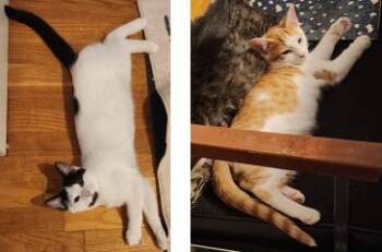 Rescue Domestic Short Hair Cats for Adoption in Lakesite, Tennessee - FRITO & PRINGLE | PetCurious