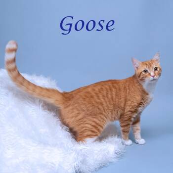 Domestic Short Hair Cats Available for Adoption in Lebanon, Tennessee - Goose C26-092 | PetCurious