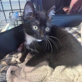 Miss Priss -  Domestic Short Hair Cat for Adoption in Enterprise, Alabama - Miss Priss | PetCurious
