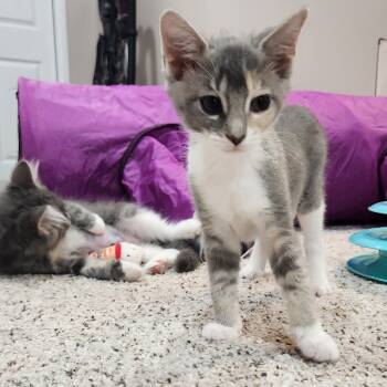 Rescue Domestic Short Hair Cats for Adoption in Portage, Michigan - Lexie | PetCurious