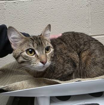 Rescue Domestic Short Hair Cats for Adoption in Troutdale, Oregon - Ambrosia (mcas) | PetCurious