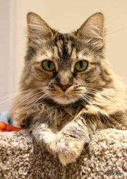 Rescue Domestic Long Hair Cats for Adoption in Gaithersburg, Maryland - Cali | PetCurious