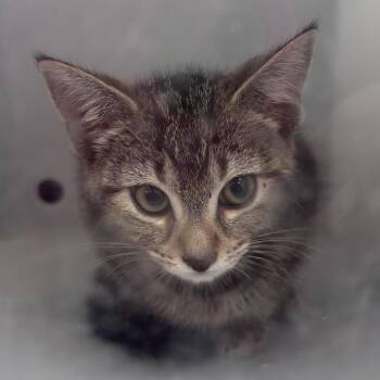 Pineapple 8244 -  Domestic Short Hair Cat for Adoption in Columbus, Georgia - Pineapple 8244 | PetCurious
