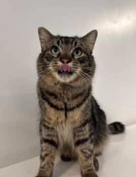 Rescue Domestic Long Hair Cats for Adoption in Chicago, Illinois - Ernie | PetCurious
