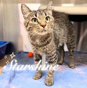 Starshine -  Domestic Short Hair Cat for Adoption in Nevada, Iowa - Starshine | PetCurious