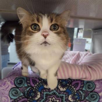 Marley -  Domestic Long Hair Cat for Adoption in Walker, Michigan - Marley | PetCurious